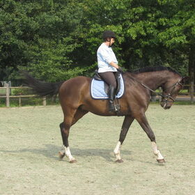 Hondenfoto van liesbeth,Turbo,Luna, Levi en Faith