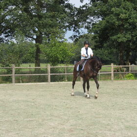 Hondenfoto van liesbeth,Turbo,Luna, Levi en Faith