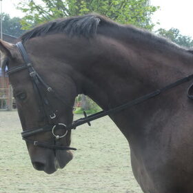 Hondenfoto van liesbeth,Turbo,Luna, Levi en Faith