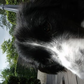 Hondenfoto van silke & woody 