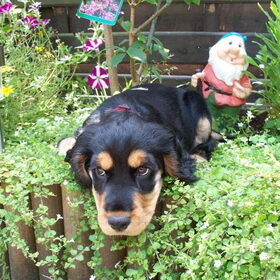 10 Weken oud ... hummm dit Bloemenperk ligt best wel lekker !…