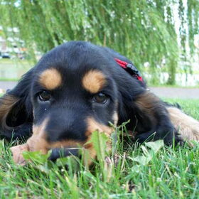 11 Weken Oud ... effe Chillen !