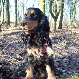 Een echte Cocker in Hart & Nieren !