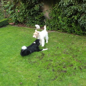 woody en terra (hond van de bomma)