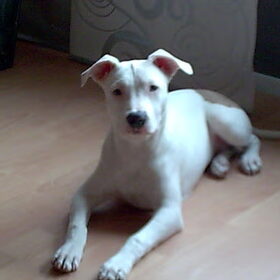 Hondenfoto van staffordfriend