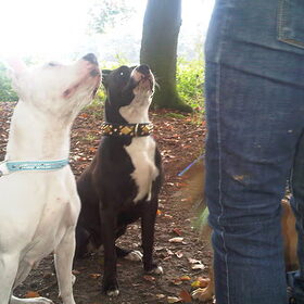 Hondenfoto van staffordfriend