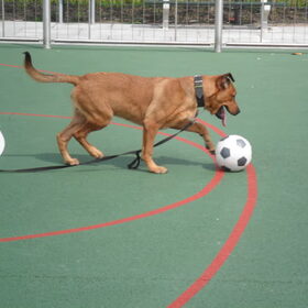 Hondenfoto van Hope & Rambo