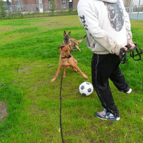 Hondenfoto van Hope & Rambo