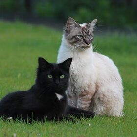 Hondenfoto van team Shadow