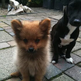 Samen met Jip