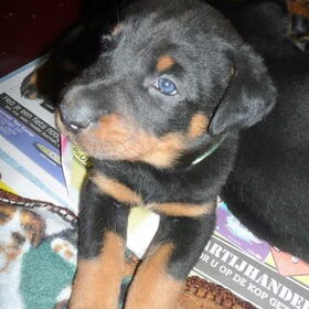 lieve pup
