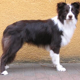 "Home Made" alias Bouba (10 maanden) is ons laatste aanwinst die…