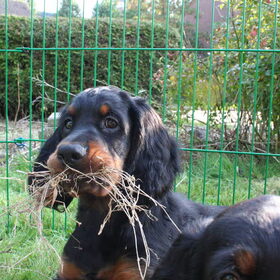 Hondenfoto van J. & T. van H & D
