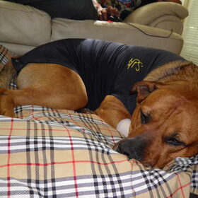 Hondenfoto van patricia,  *Spikey* Nino & Lola