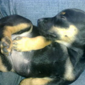 Lekker slapen op schoot