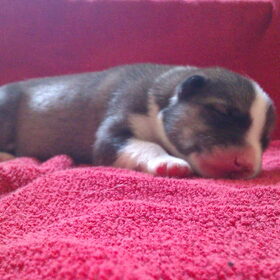Electra, 4dagen oud. ze blijft hier om ons teef te versterken..
