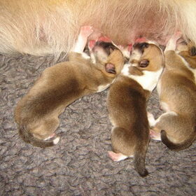 pups net na de geboorte.