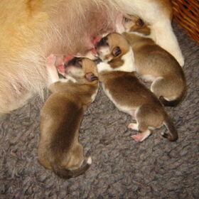 Pups net geboren.