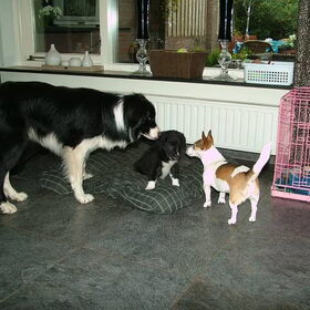 roy, senna en izzy