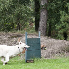 Hondenfoto van Hetty & Skipper