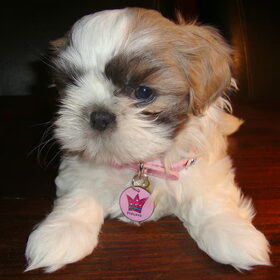 Little Princess