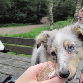 Hondenfoto van Amigo en K.C.