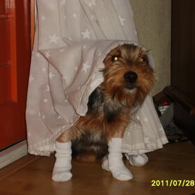 Hondenfoto van gerrie en droopy