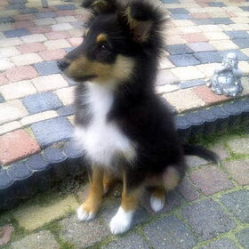Hondenfoto van *~-Sammy-Ft -Jady- Ft -Bailey-~*