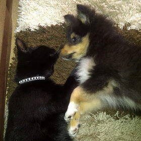 Knurfie de kat en Bailey de sheltie