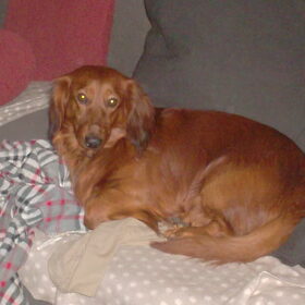 Hondenfoto van MaSpi///
