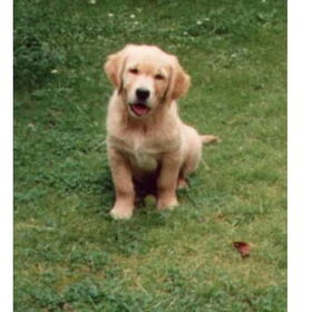 Djoery puppy,was net bij ons,12 weken. Hier nog rossig later…