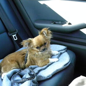 in de auto