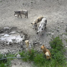 ontmoeting met de drie biggetjes