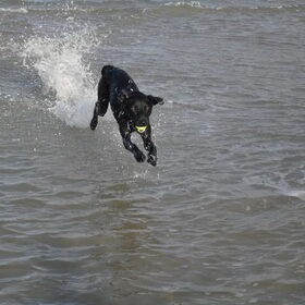 Leuk hoor, rennen in de zee