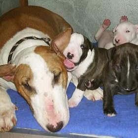 CANDY en puppy`s