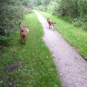 Hondenfoto van Hope & Rambo