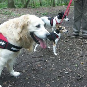 Tibo en zijn nieuwe vriendinnetjes, Layla (6jr) en Trudy (10jr)…