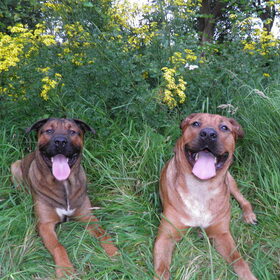 Hondenfoto van patricia,  *Spikey* Nino & Lola