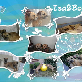 isa & bowie