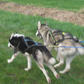 Hup sleddogs