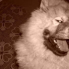 Dit is Balou, onze oudste chow chow,een reu van 2 jaar! kan hij…