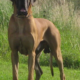 Chien-d'or Shanuy de Damacan
