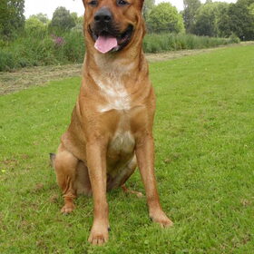 Hondenfoto van patricia,  *Spikey* Nino & Lola