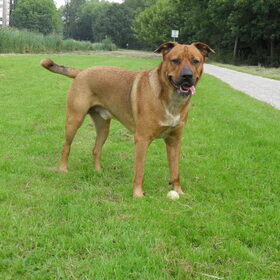 Hondenfoto van patricia,  *Spikey* Nino & Lola