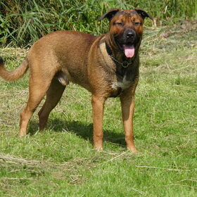 Hondenfoto van patricia,  *Spikey* Nino & Lola