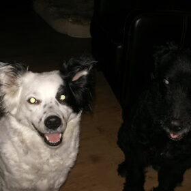 Flippie en daisy X