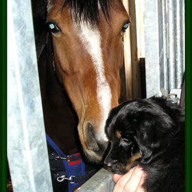 Geen wonder dat Ozzie gewend is aan paarden...met de paplepel…