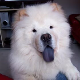 Onze jongste chow chow , Balto, een reu van 6 maanden! het is…
