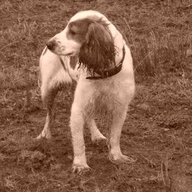 Hondenfoto van Liesbeth/Skinny