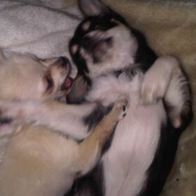 Chico (ongeveer 10 weken) & Quinn (hondje van mijn zus)